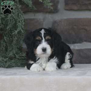 Charlie, Cavapoo Puppy